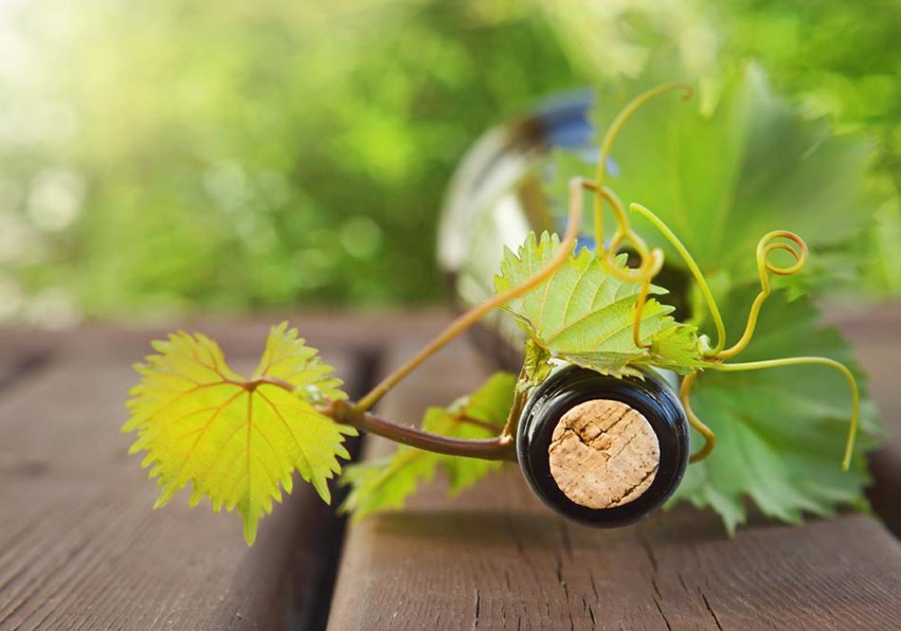 IL VINO DELLA TOSCANA
Alla scoperta del vino toscano