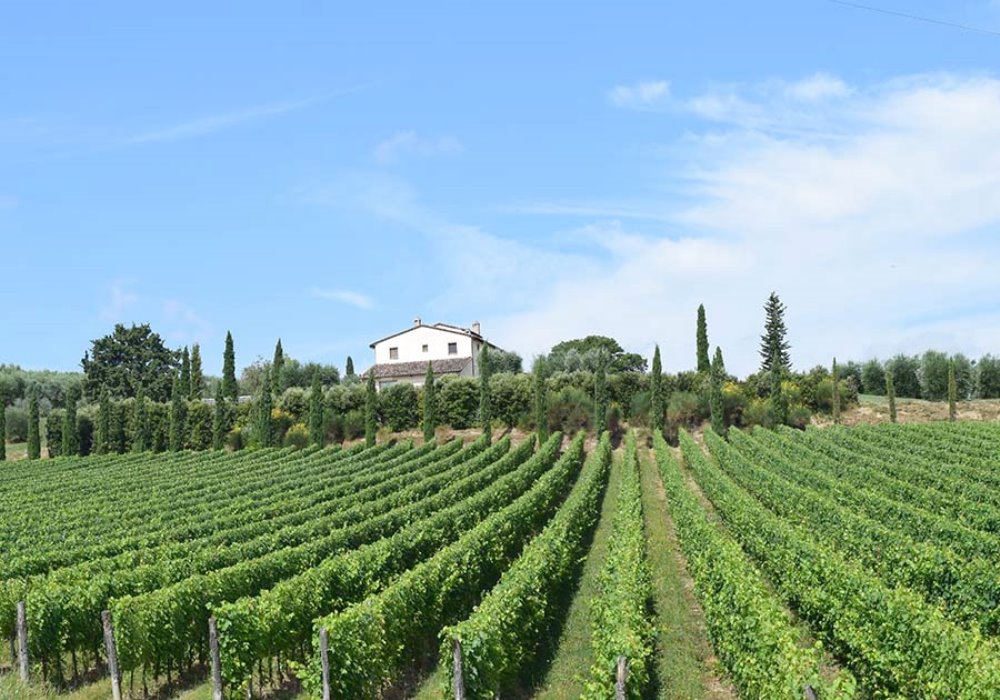 Vacanze fra i Vigneti
Scoprite Le Buche Wine Resort&Spa